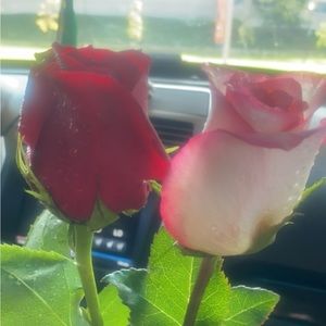 Meet your Posher, Adalene